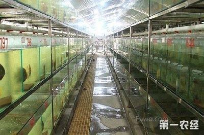 北方養(yǎng)的小型觀賞魚（在北方養(yǎng)小型觀賞魚，需要考慮到北方的氣候條件，尤其是冬季低溫）