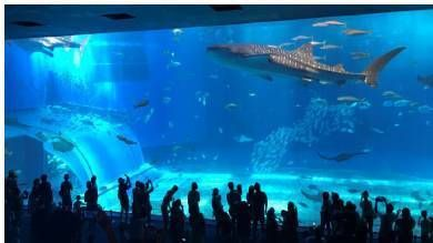 建一個水族館多少錢：廣州白云機場新建水族館項目預計投放至少2000條魚