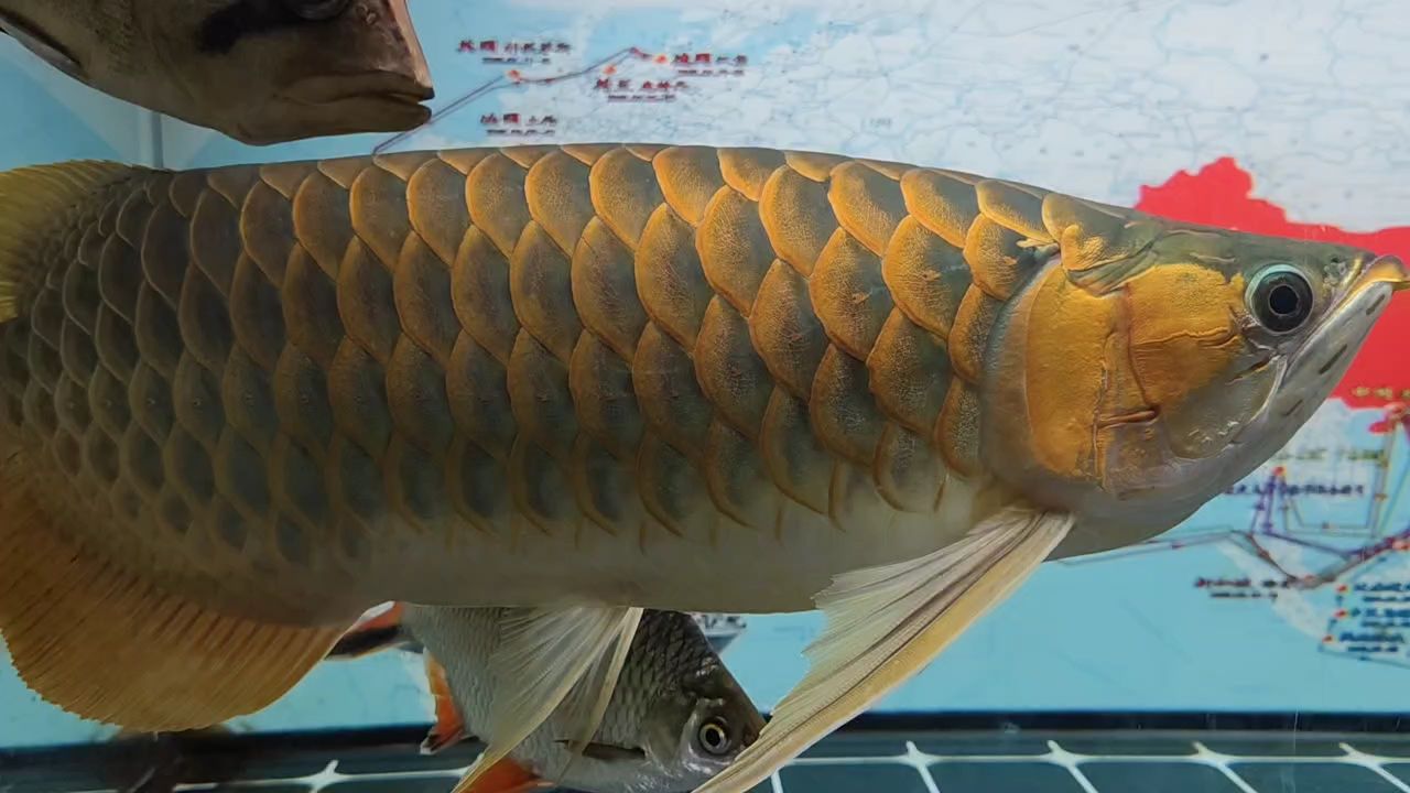 紅龍發色紀錄