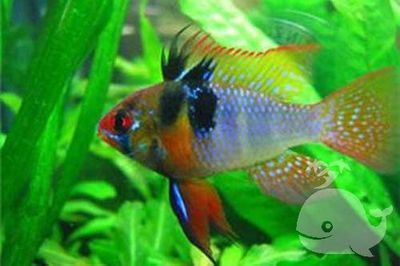 元寶鳳凰魚的壽命：元寶鳳凰魚的壽命受多種因素影響元寶鳳凰魚的壽命