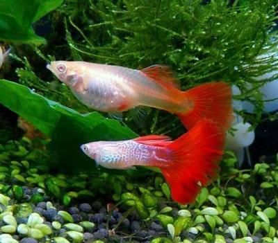 元寶鳳凰觀賞魚怎么養的：元寶鳳凰觀賞魚怎么養