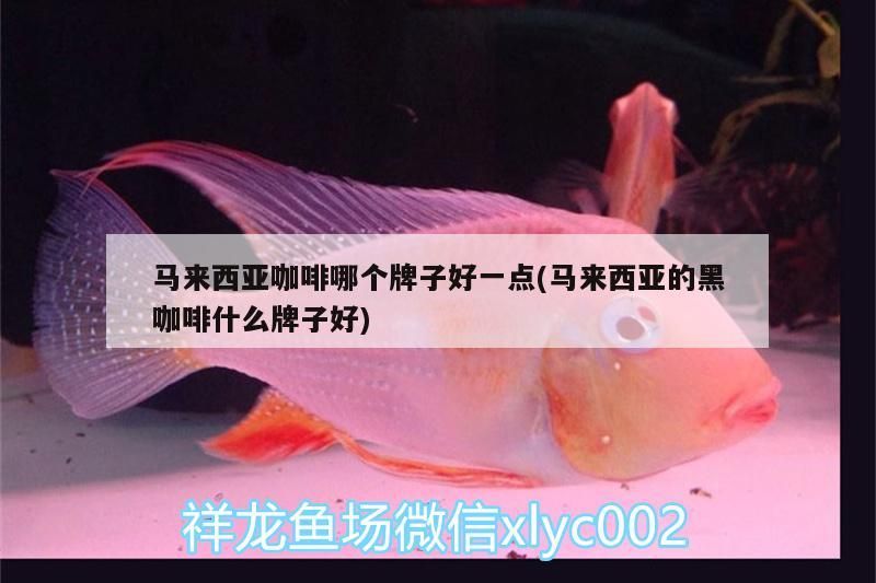 馬來西亞咖啡哪個牌子好一點(馬來西亞的黑咖啡什么牌子好)