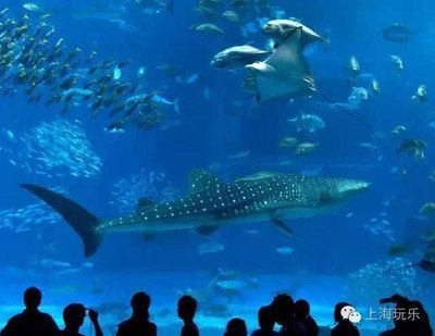 國內 水族館：上海海洋水族館 國內 水族館：上海海洋水族館 水族館百科（水族館加盟） 第1張
