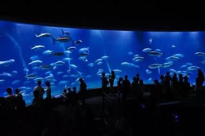 國內 水族館：上海海洋水族館 國內 水族館：上海海洋水族館 水族館百科（水族館加盟） 第4張