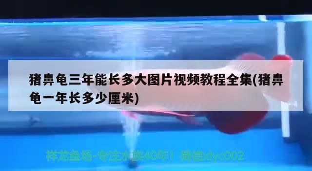 豬鼻龜三年能長(zhǎng)多大圖片視頻教程全集(豬鼻龜一年長(zhǎng)多少厘米)