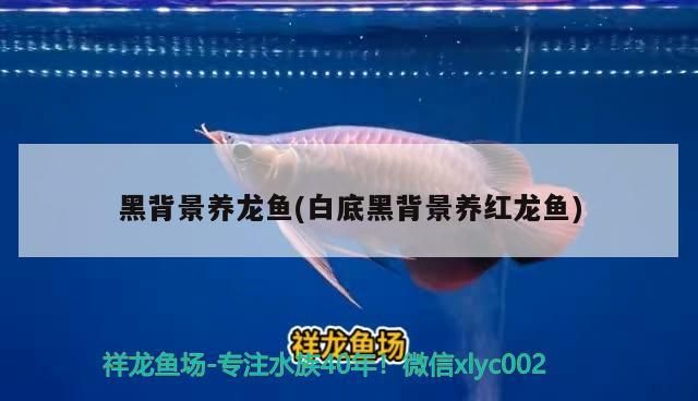 彩蝶魚(yú)缸在哪里買(mǎi)便宜好用(彩蝶魚(yú)缸怎么樣)