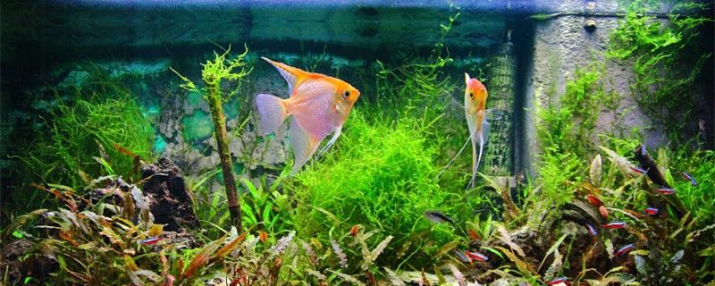 神仙魚產(chǎn)卵了怎么辦需要隔離嗎 神仙魚產(chǎn)卵了怎么辦需要隔離嗎 九鼎魚缸 第1張
