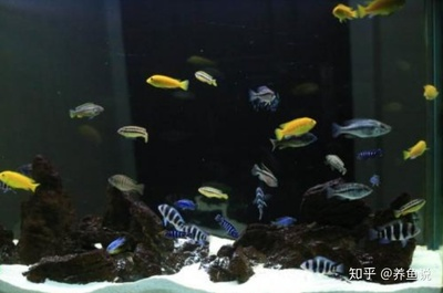 可麗愛魚缸廠家電話地址（可麗愛魚缸廠家電話地址查詢）