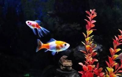 開個水族館怎么樣賺錢呢知乎：水族館特色紀(jì)念品設(shè)計案例,親子水族活動案例