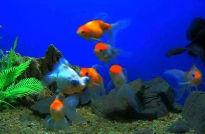開個水族館怎么樣賺錢呢知乎：水族館特色紀念品設計案例,親子水族活動案例 開個水族館怎么樣賺錢呢知乎：水族館特色紀念品設計案例,親子水族活動案例 水族館百科（水族館加盟） 第5張