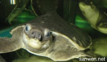 豬鼻龜能繁殖出來嗎視頻：豬鼻龜怎么繁殖