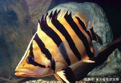虎魚體型：關(guān)于虎魚體型的一些具體信息 虎魚體型：關(guān)于虎魚體型的一些具體信息 虎魚百科 第3張