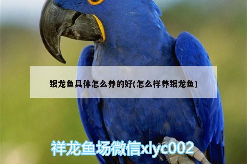 銀龍魚具體怎么養(yǎng)的好(怎么樣養(yǎng)銀龍魚)