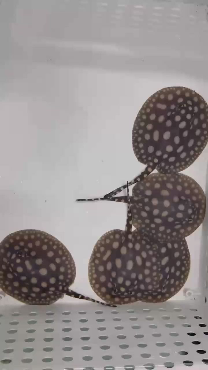 一大早起來有驚喜