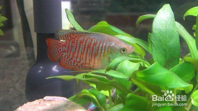 水族館里面有什么魚：水族館中常見的觀賞魚，是水族館中常見的觀賞魚類