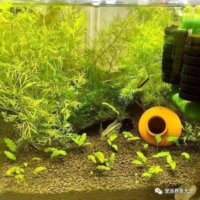 ada的魚缸為什么貴：ada魚缸為什么這么貴？ ada的魚缸為什么貴：ada魚缸為什么這么貴？ 魚缸百科 第1張