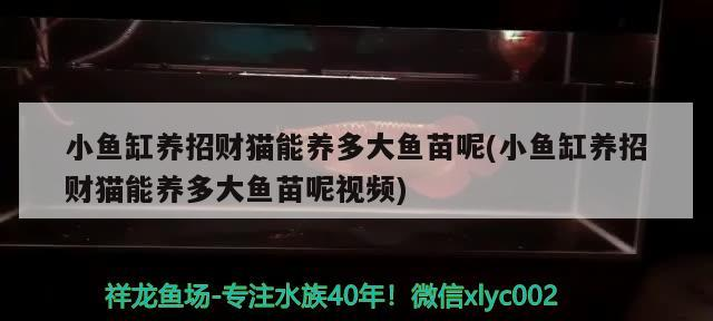 小魚缸養(yǎng)招財貓能養(yǎng)多大魚苗呢(小魚缸養(yǎng)招財貓能養(yǎng)多大魚苗呢視頻)