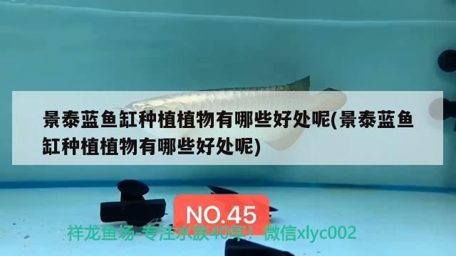 景泰藍魚缸種植植物有哪些好處呢(景泰藍魚缸種植植物有哪些好處呢)