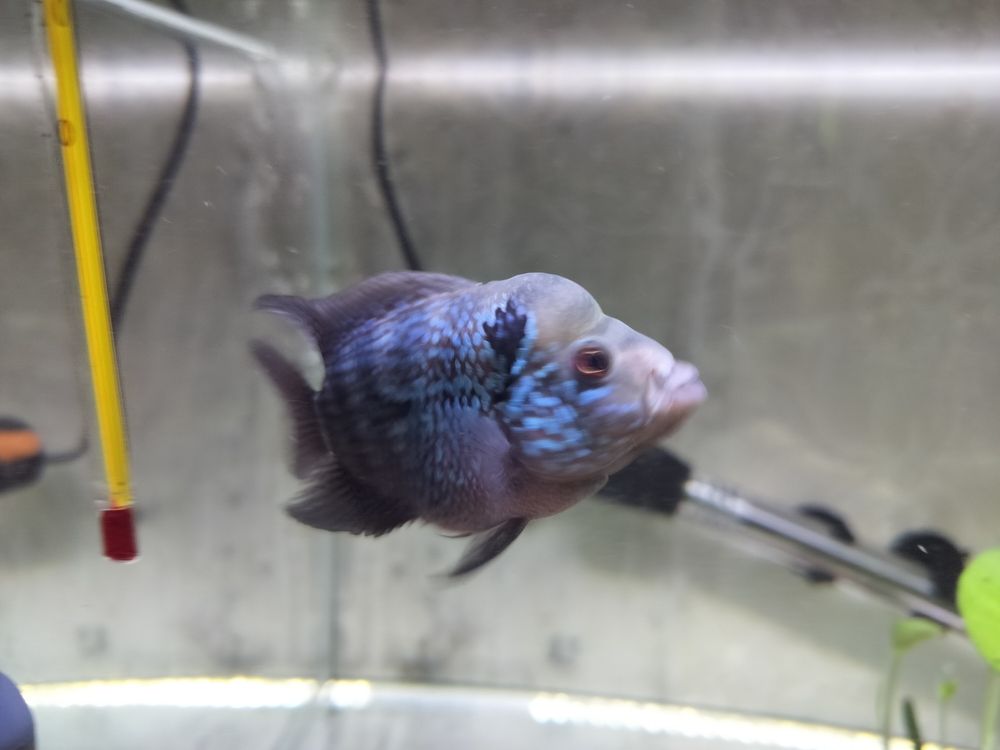又長大了