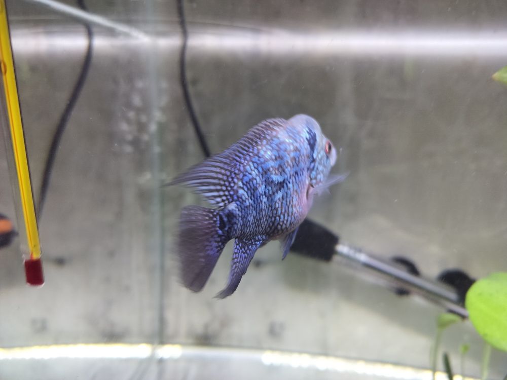 又長大了