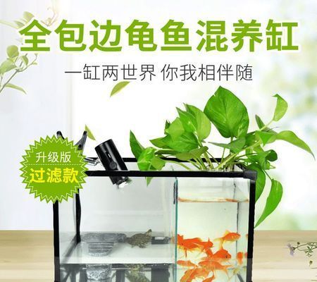 水族館店鋪名字怎么取好聽：如何取好聽的水族館店鋪名字