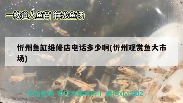 忻州魚缸維修店電話多少啊(忻州觀賞魚大市場)
