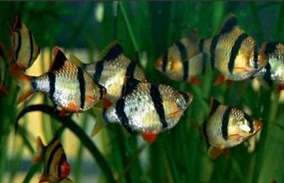 游戲水族館里的魚參觀：游戲水族館中的魚類展覽對參觀者的影響以及它們如何通過視覺體驗