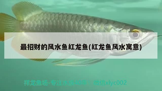 最招財(cái)?shù)娘L(fēng)水魚(yú)紅龍魚(yú)有哪些：紅龍魚(yú)風(fēng)水?dāng)[放位置,紅龍魚(yú)市場(chǎng)價(jià)值分析 最招財(cái)?shù)娘L(fēng)水魚(yú)紅龍魚(yú)有哪些：紅龍魚(yú)風(fēng)水?dāng)[放位置,紅龍魚(yú)市場(chǎng)價(jià)值分析 紅龍魚(yú)百科 第2張
