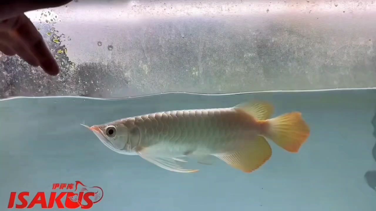 伊薩庫S，騰個缸1xxxx