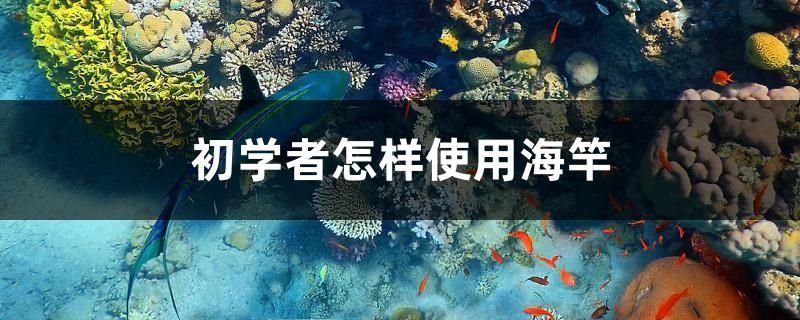 廣州市荔灣區吳郭氏水族店