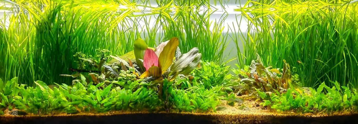 萬綠叢中一點紅