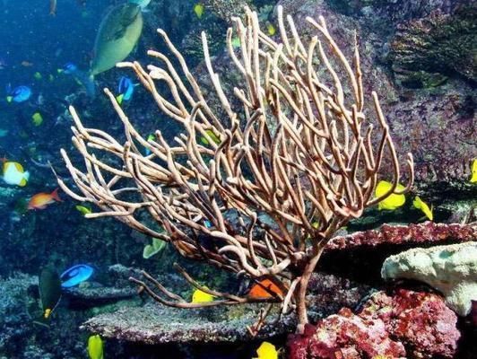 世界第一大水族館：全球最宏偉水族館的奧秘