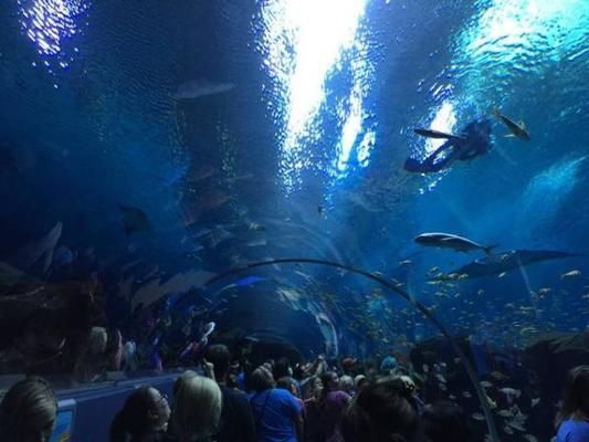 世界第一大水族館：全球最宏偉水族館的奧秘