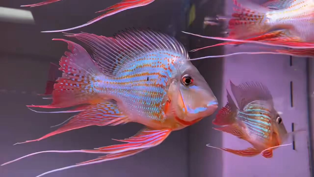 正品即是精品元寶鳳凰魚 正品即是精品元寶鳳凰魚 元寶鳳凰魚百科 第1張