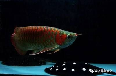 紅龍魚為什么浮在水面上不動：紅龍魚浮在水面上不動可能是由多種原因引起的