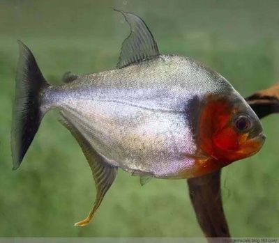 虎魚(yú)蹭缸是怎么回事：虎魚(yú)蹭缸可能由多種因素引起，