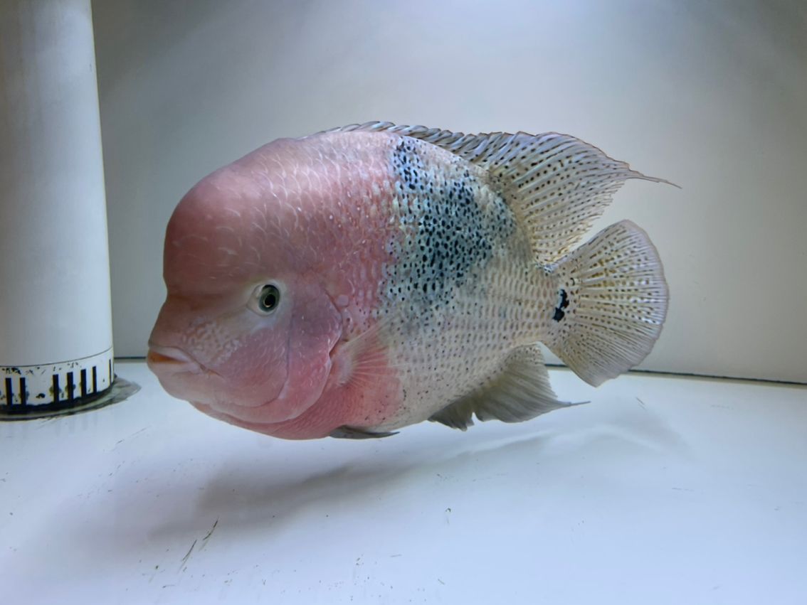281天，23cm，感覺腦袋不太大，身子卻越來越肥[cahan]