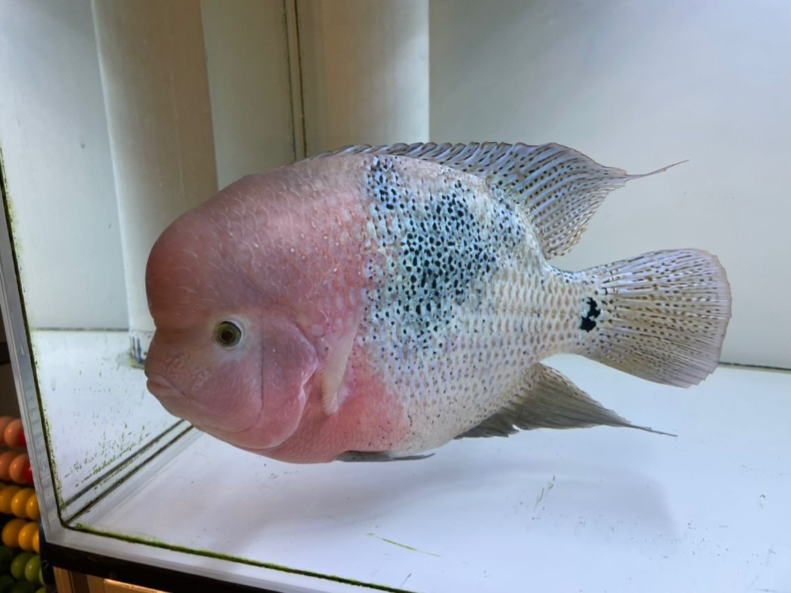 281天，23cm，感覺腦袋不太大，身子卻越來越肥[cahan]