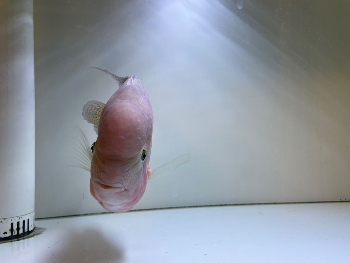 281天，23cm，感覺腦袋不太大，身子卻越來越肥[cahan]