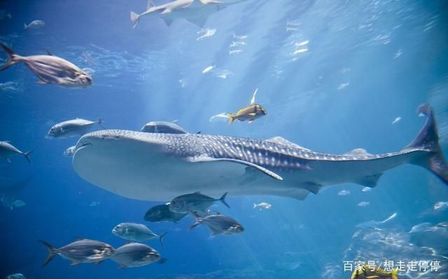 水族館里有什么海洋動物：水族館中展示的海洋動物，珊瑚礁展示的生態意義
