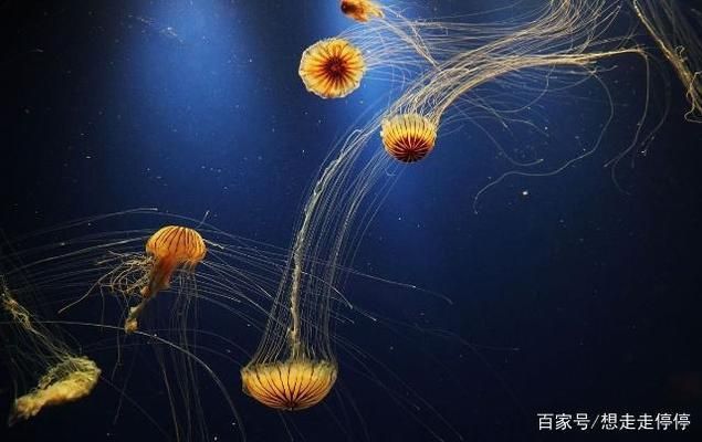 水族館里有什么海洋動物：水族館中展示的海洋動物，珊瑚礁展示的生態意義
