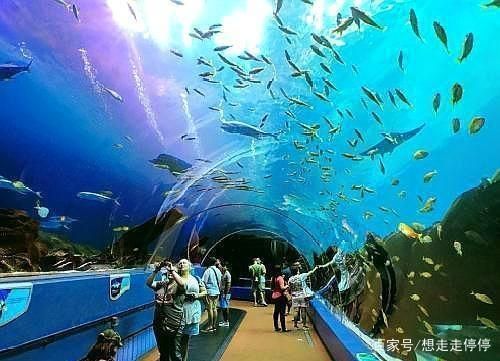 水族館里有什么海洋動物：水族館中展示的海洋動物，珊瑚礁展示的生態意義