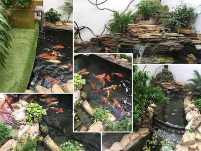 后院魚池位置風水（家庭庭院設計中的風水原則）