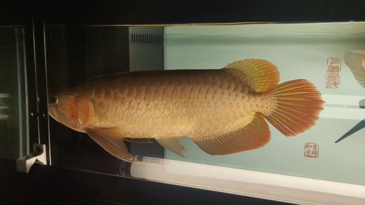 到家355天，打卡紅龍