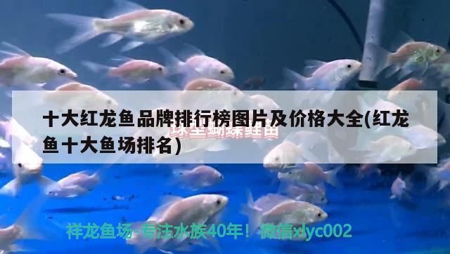 十大紅龍魚品牌排行榜圖片及價(jià)格大全(紅龍魚十大魚場(chǎng)排名)