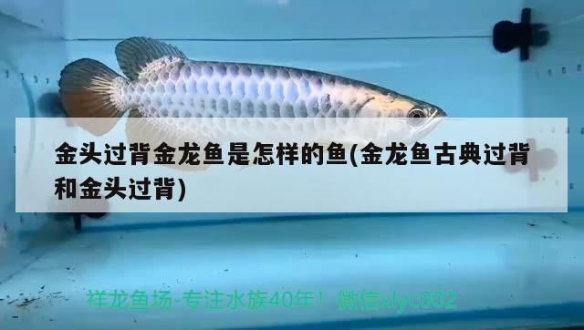 金頭過(guò)背金龍魚(yú)是怎樣的魚(yú)(金龍魚(yú)古典過(guò)背和金頭過(guò)背)