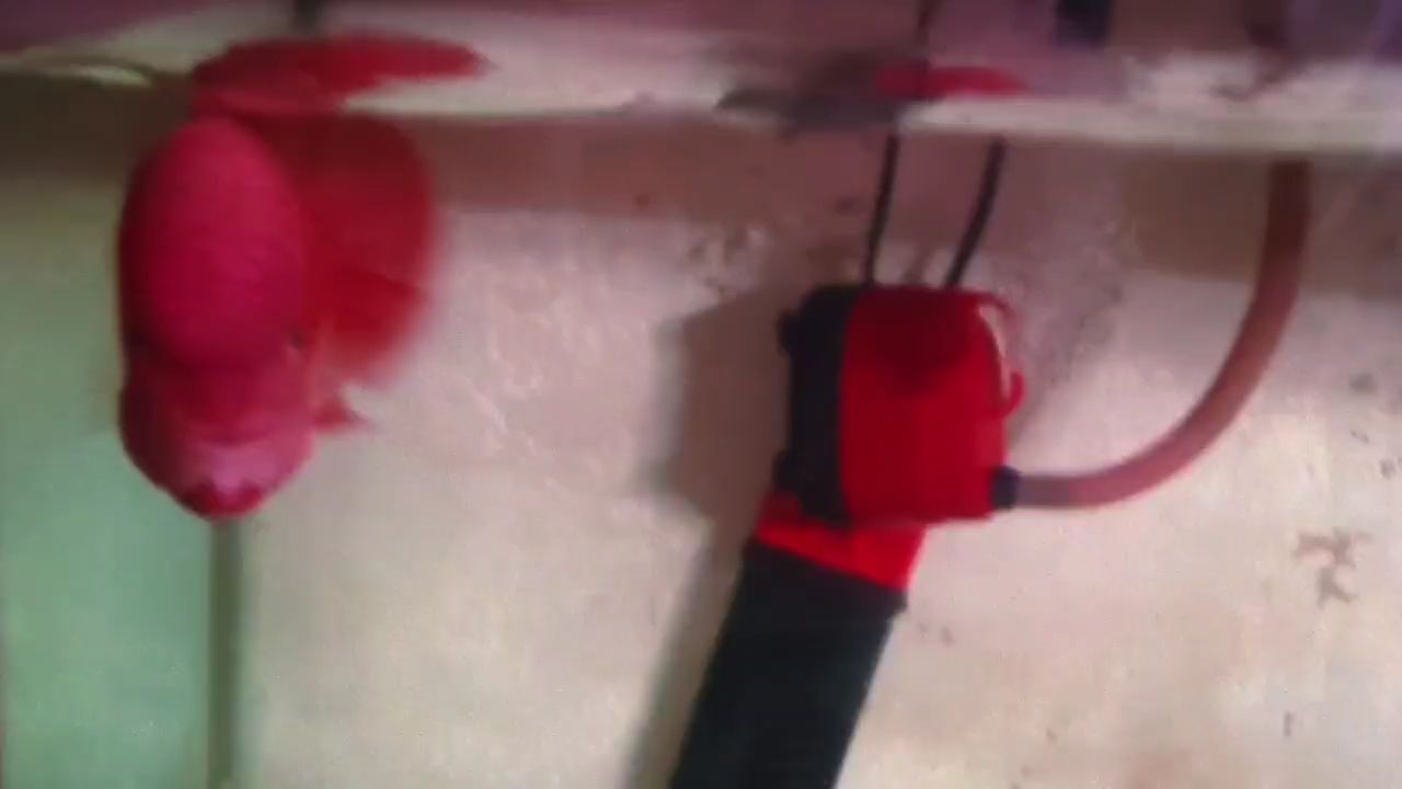 我家的大寶貝 我家的大寶貝 龍魚論壇