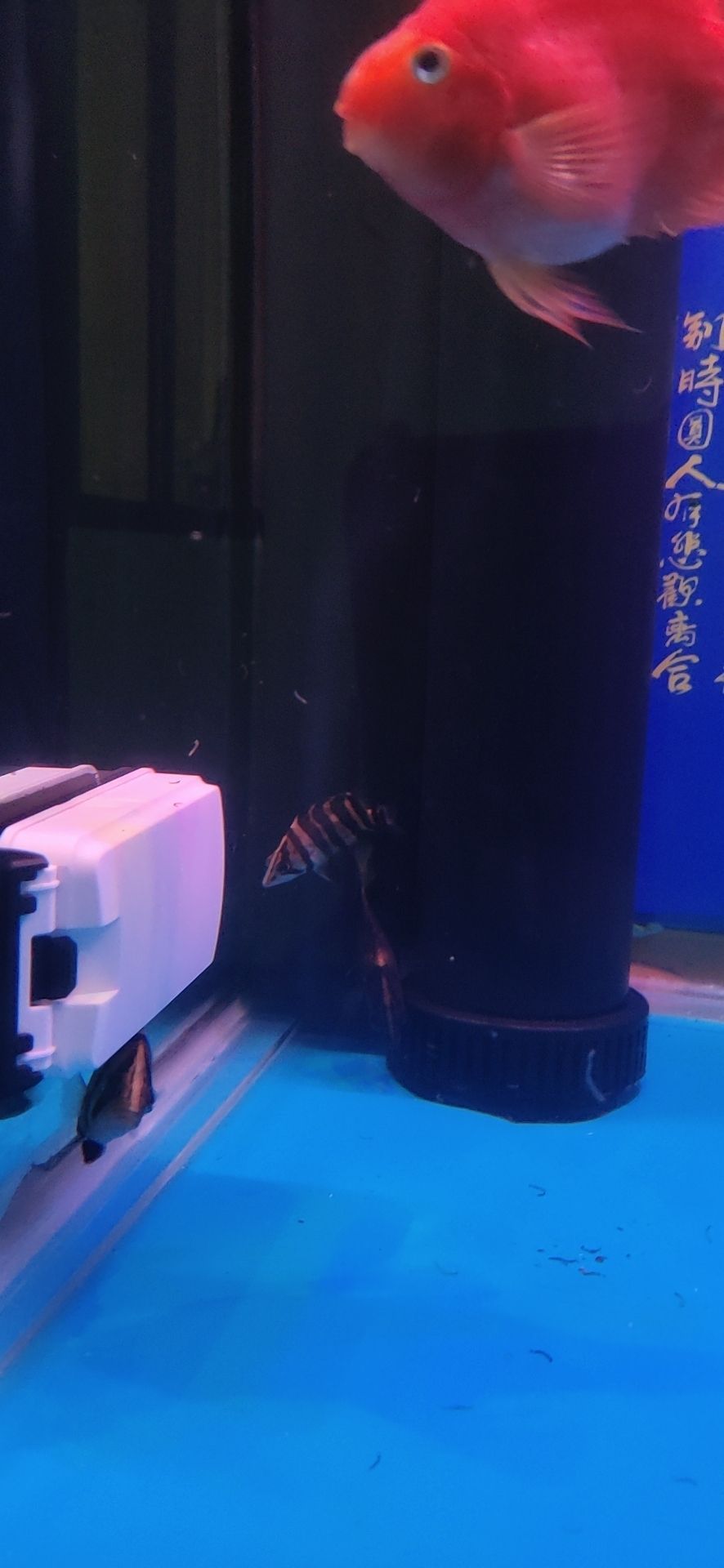 寶雞觀賞魚生意怎么樣啊賺錢嗎知乎推薦 寶雞賣魚的地方