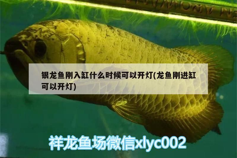 銀龍魚剛入缸什么時候可以開燈(龍魚剛進缸可以開燈)