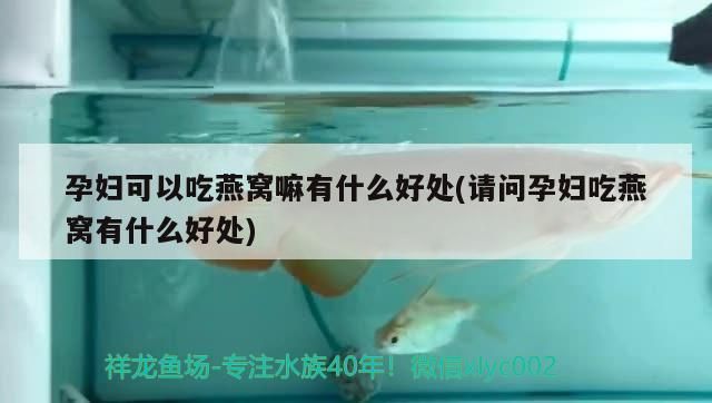 黃金貓魚和招財(cái)貓魚區(qū)別圖片對(duì)比圖(黃金貓和招財(cái)貓魚的區(qū)別) 黃金貓魚和招財(cái)貓魚區(qū)別圖片對(duì)比圖(黃金貓和招財(cái)貓魚的區(qū)別) 黃金貓魚百科